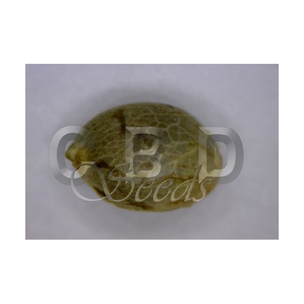 CBD Seeds - Auto Critical (auto/fem.)