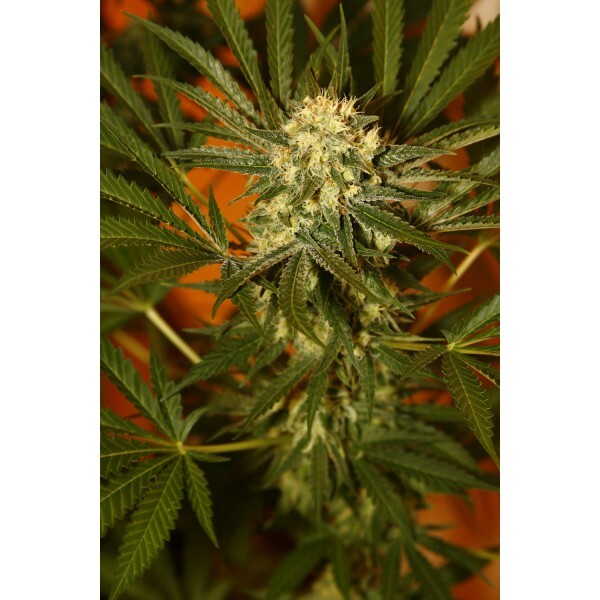 CBD Seeds - Cheese (fem.)