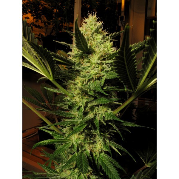 CBD Seeds - Cheese (fem.)
