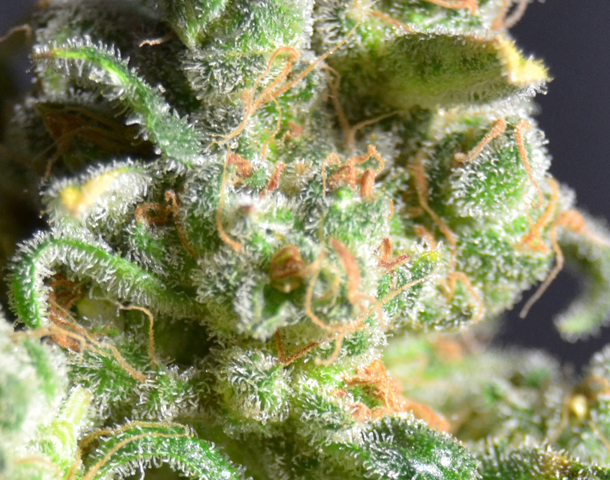 CBD Seeds - Cheese (fem.)