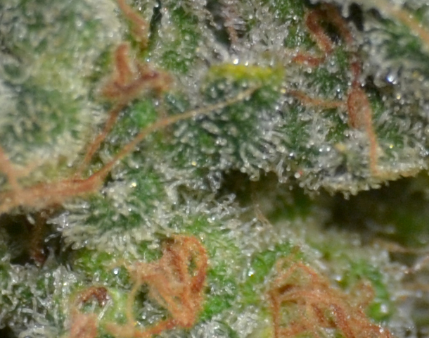 CBD Seeds - Cheese (fem.)