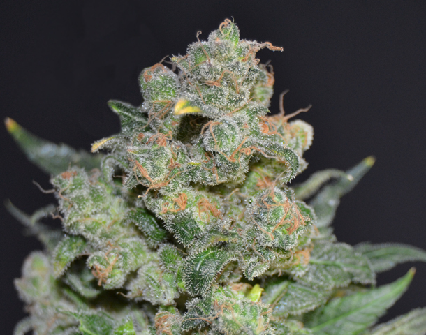 CBD Seeds - Cheese (fem.)