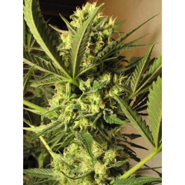 CBD Seeds - Critical (fem.)