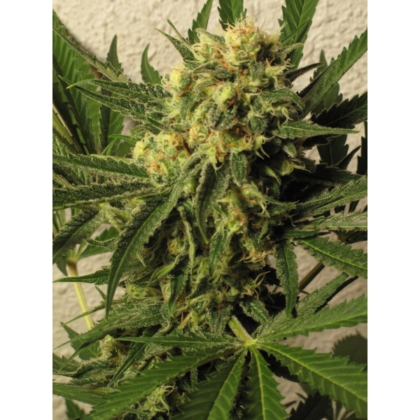 CBD Seeds - Critical (fem.)