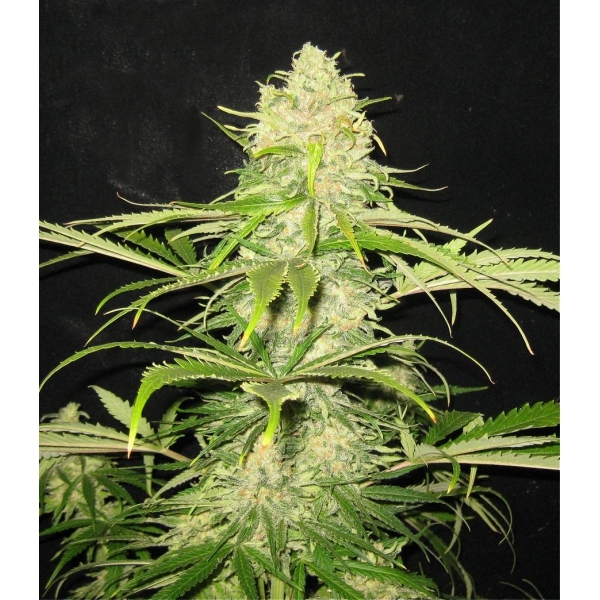 CBD Seeds - Critical (fem.)