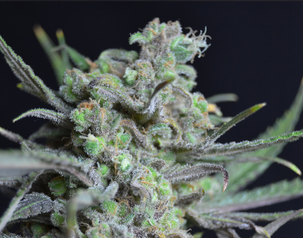 CBD Seeds - Critical (fem.)