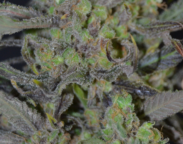 CBD Seeds - Critical (fem.)