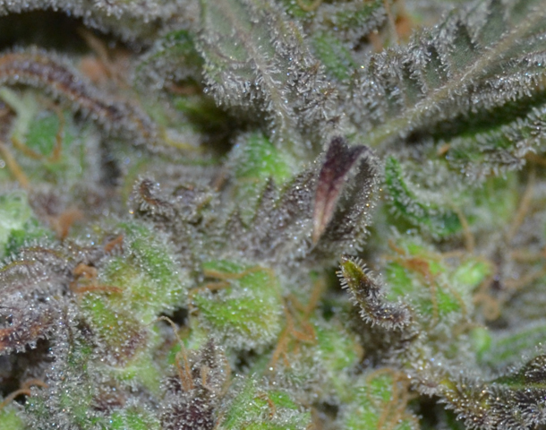 CBD Seeds - Critical (fem.)