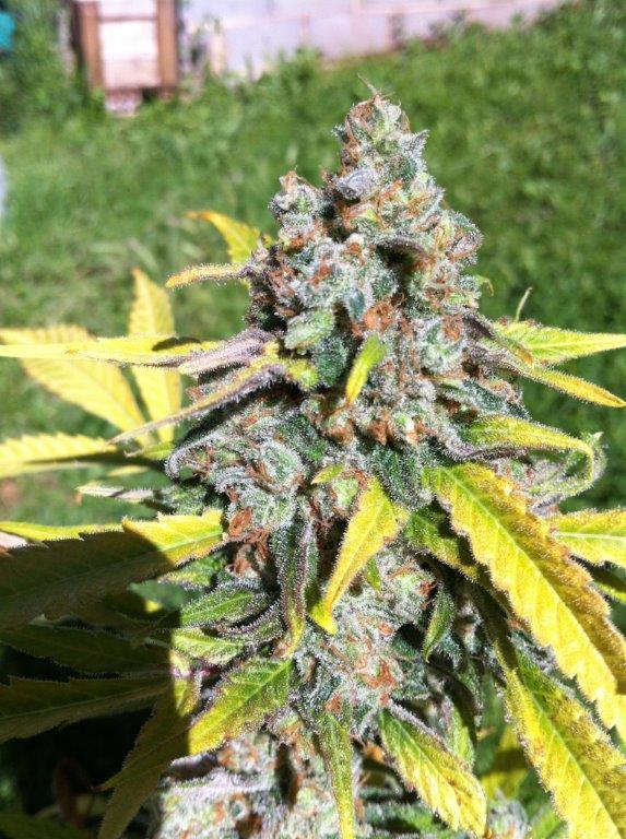 CBD Seeds - Auto AK (auto/fem.)