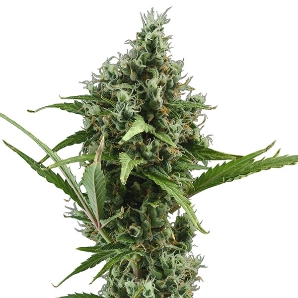CBD Seeds - Auto Amnesia (auto/fem.)