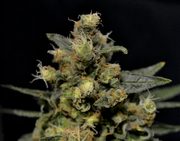 CBD Seeds - A-K (fem.)