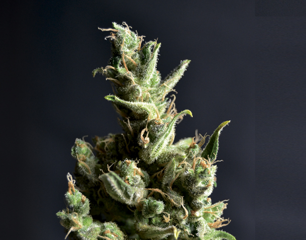 CBD Seeds - Amnesia 5 (fem.)