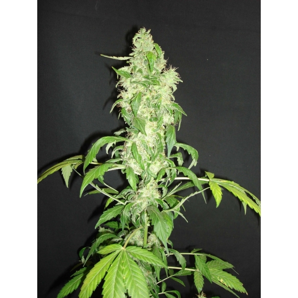 CBD Seeds - Auto Diesel (auto/fem.)