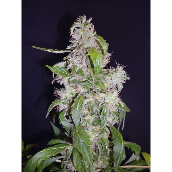 CBD Seeds - Auto Diesel (auto/fem.)