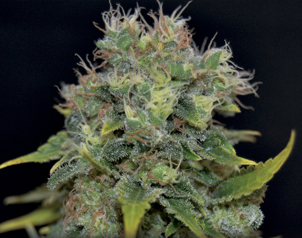 CBD Seeds - Auto Yumbolt (auto/fem.)