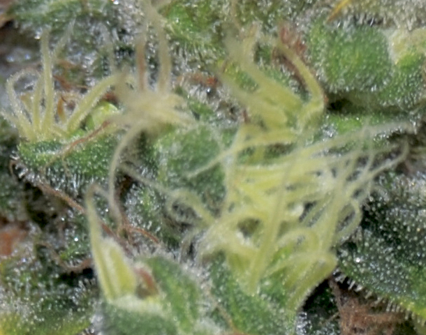 CBD Seeds - Auto Yumbolt (auto/fem.)
