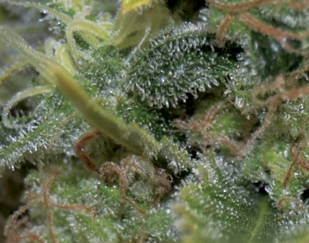 CBD Seeds - Auto Yumbolt (auto/fem.)