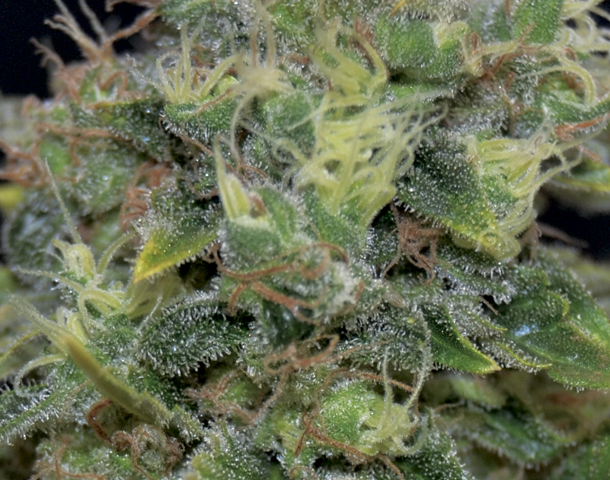 CBD Seeds - Auto Yumbolt (auto/fem.)