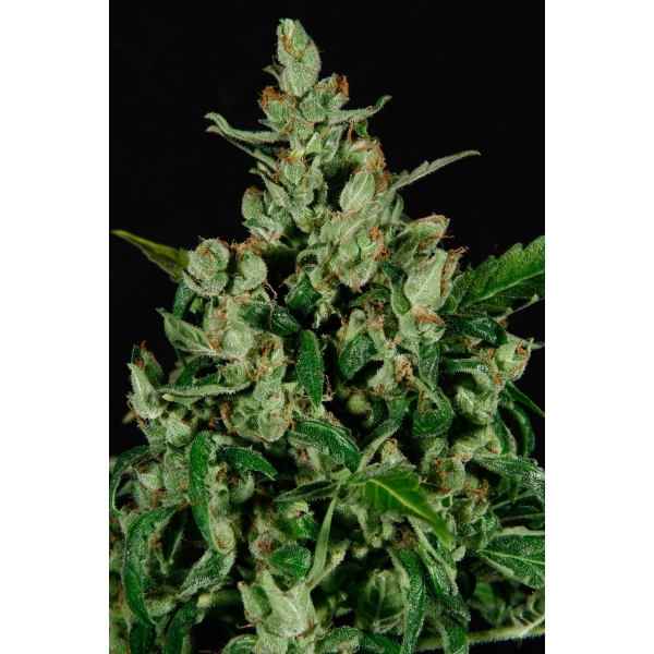 CBD Seeds - Auto Widow