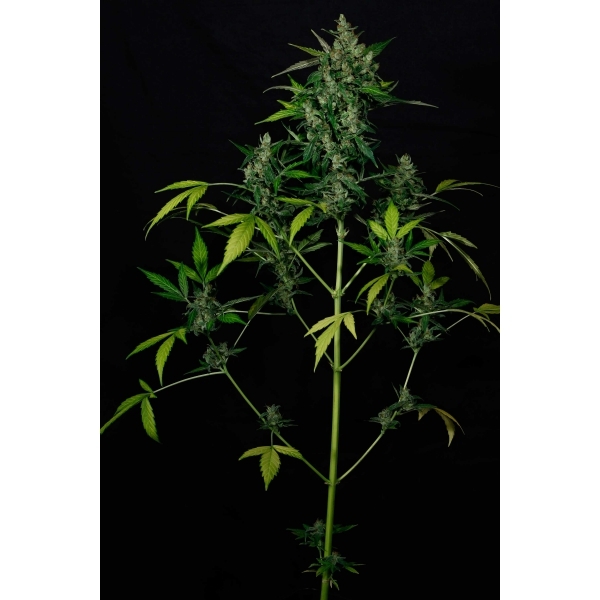 CBD Seeds - Auto Widow