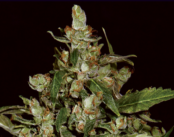 CBD Seeds - Auto Widow (auto/fem.)