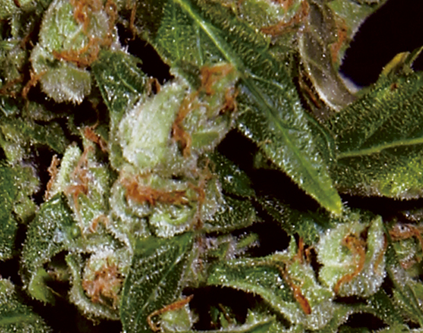 CBD Seeds - Auto Widow (auto/fem.)
