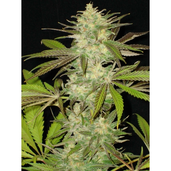CBD Seeds - Lavender (fem.)
