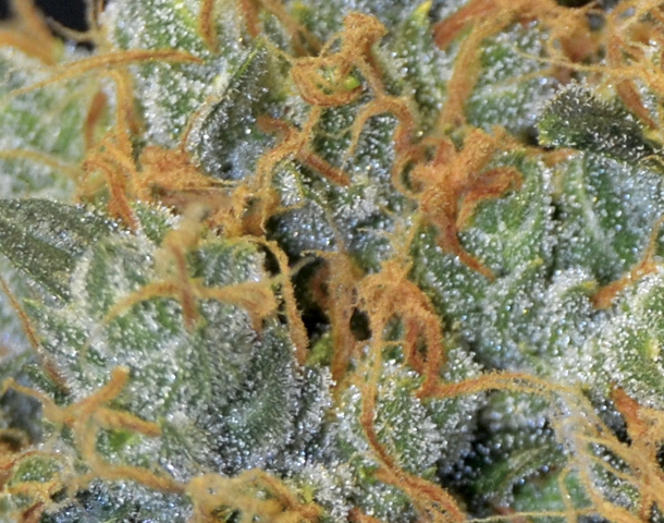 CBD Seeds - Lavender (fem.)