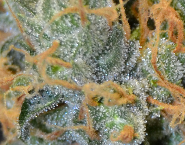 CBD Seeds - Lavender (fem.)