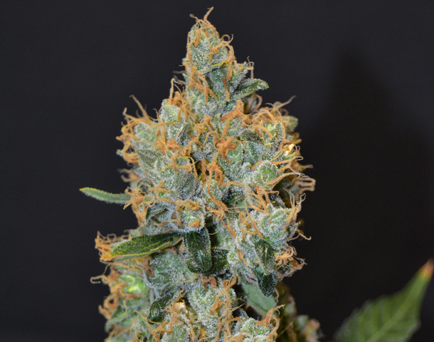 CBD Seeds - Lavender (fem.)