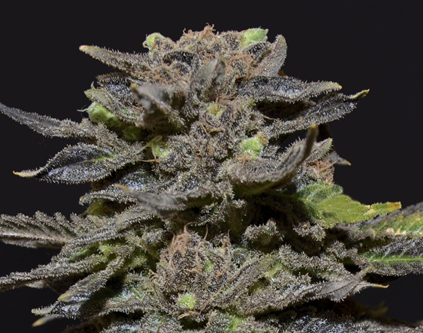 CBD Seeds - Magma (fem.)