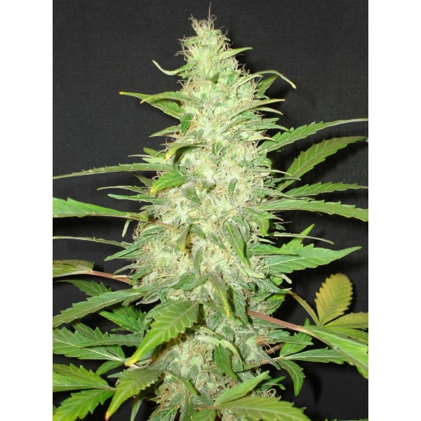 CBD Seeds - Auto Diesel (auto/fem.)