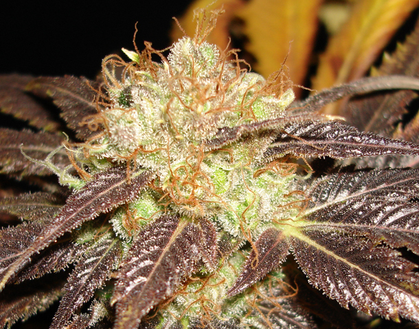 CBD Seeds - Auto Diesel (auto/fem.)