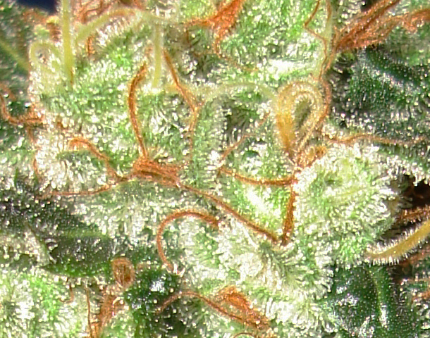 CBD Seeds - Auto Diesel (auto/fem.)