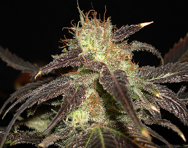 CBD Seeds - Auto Diesel (auto/fem.)