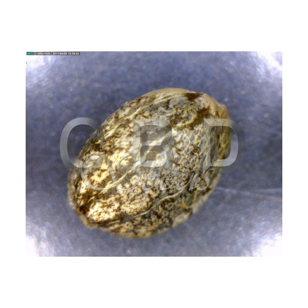 CBD Seeds - Domina (fem.)