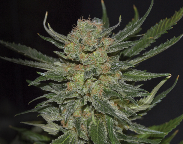 CBD Seeds - Domina (fem.)