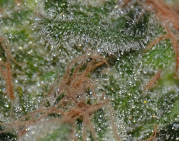 CBD Seeds - Domina (fem.)