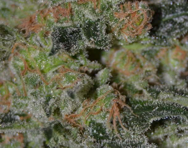CBD Seeds - Domina (fem.)