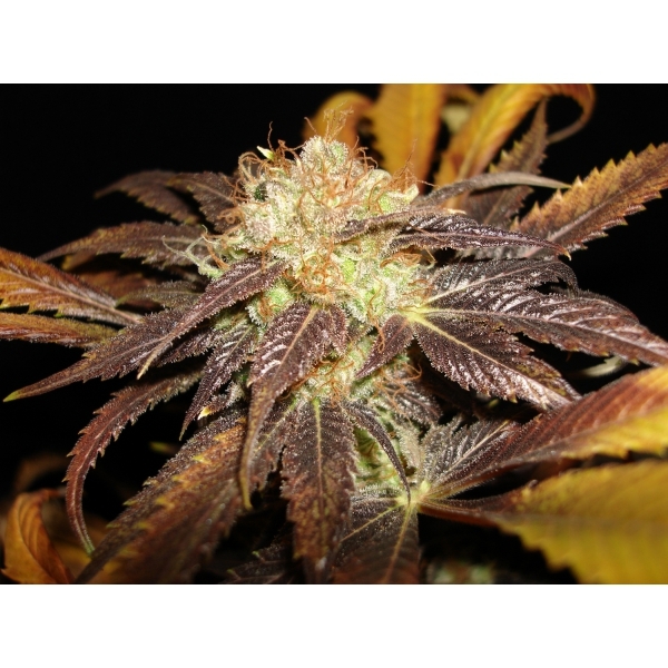 CBD Seeds - Diesel (fem.)