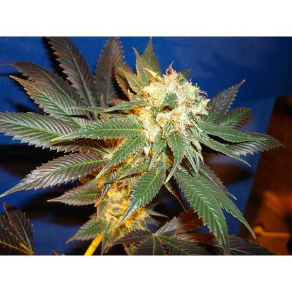 CBD Seeds - Diesel (fem.)
