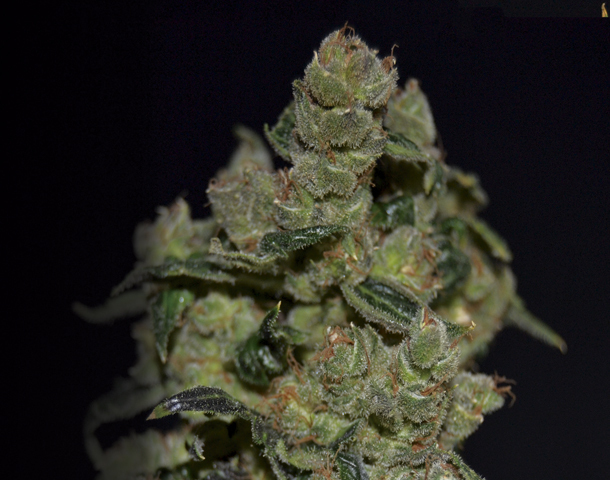 CBD Seeds - Diesel (fem.)