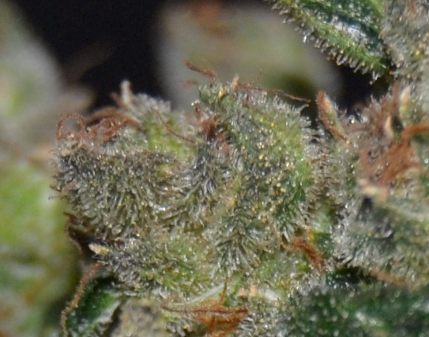 CBD Seeds - Diesel (fem.)