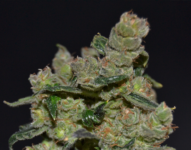 CBD Seeds - Diesel (fem.)
