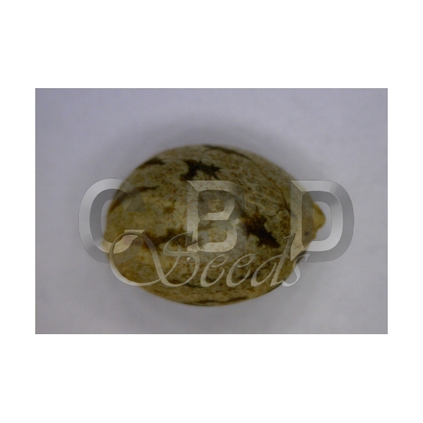 CBD Seeds - Kali (fem.)