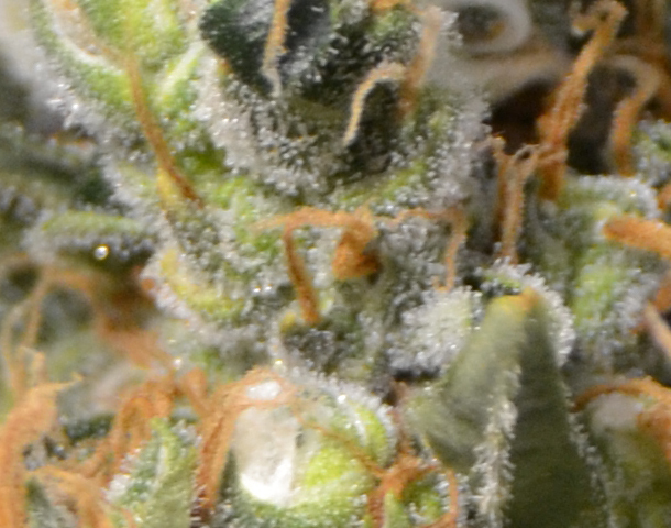 CBD Seeds - Kali (fem.)