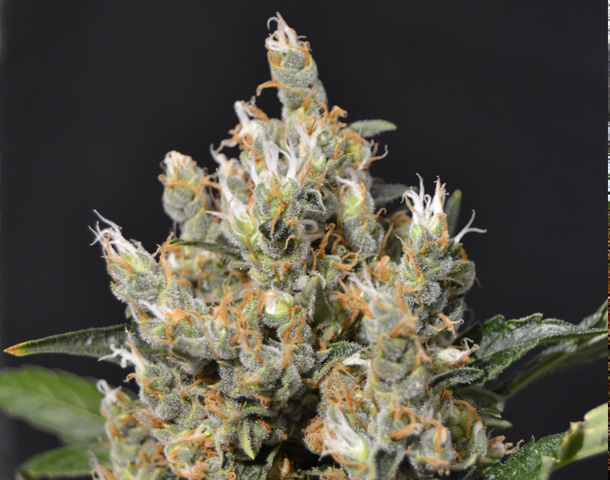 CBD Seeds - Kali (fem.)