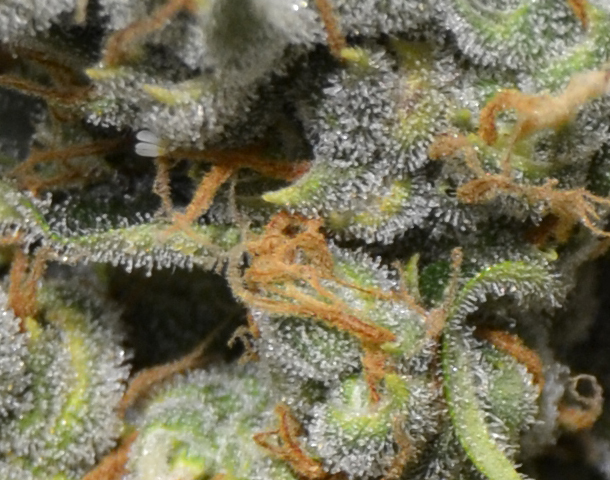 CBD Seeds - Kali (fem.)