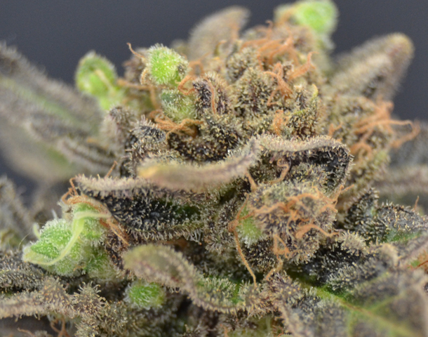 CBD Seeds - Magma (fem.)
