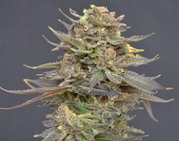 CBD Seeds - Magma (fem.)